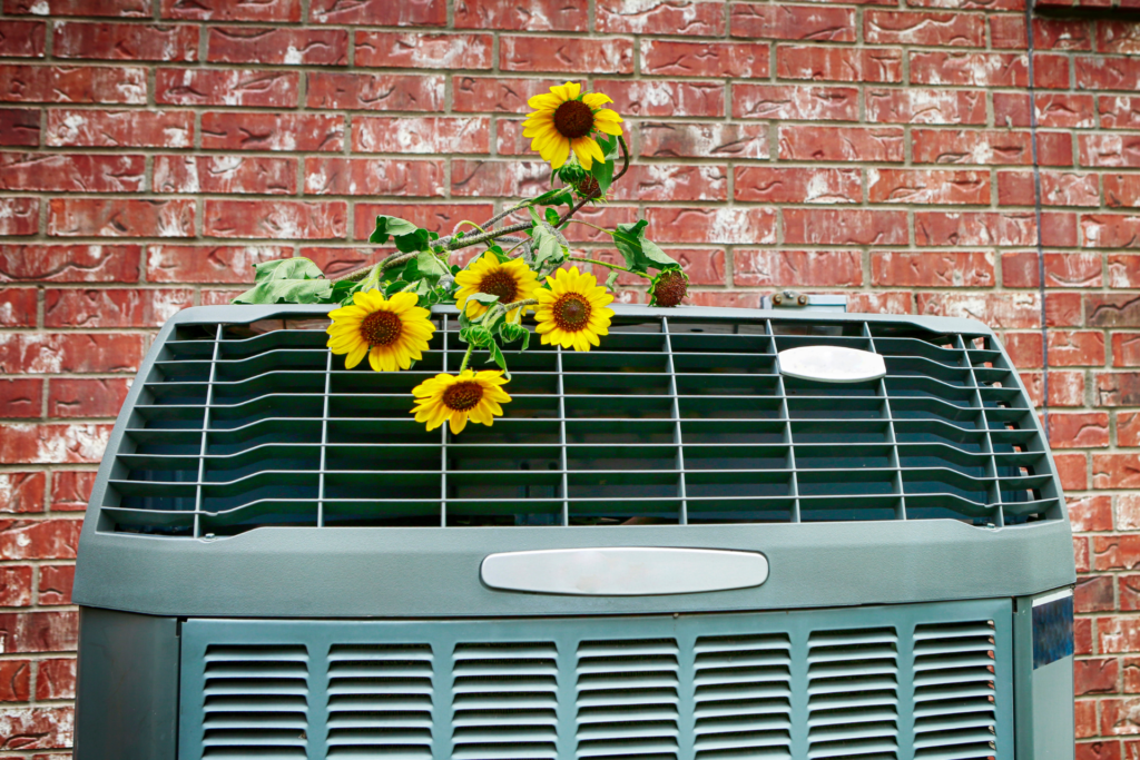 sunflowers on top of an air conditioning condenser